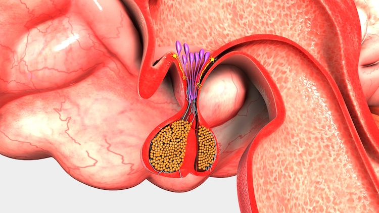 Pituitary gland 3d illustration