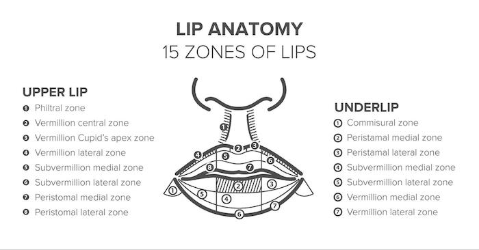 lip anatomy diagram 